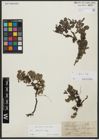 Foto von Salix alpina Scop.